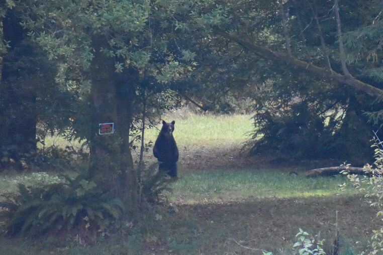 Standing Bear